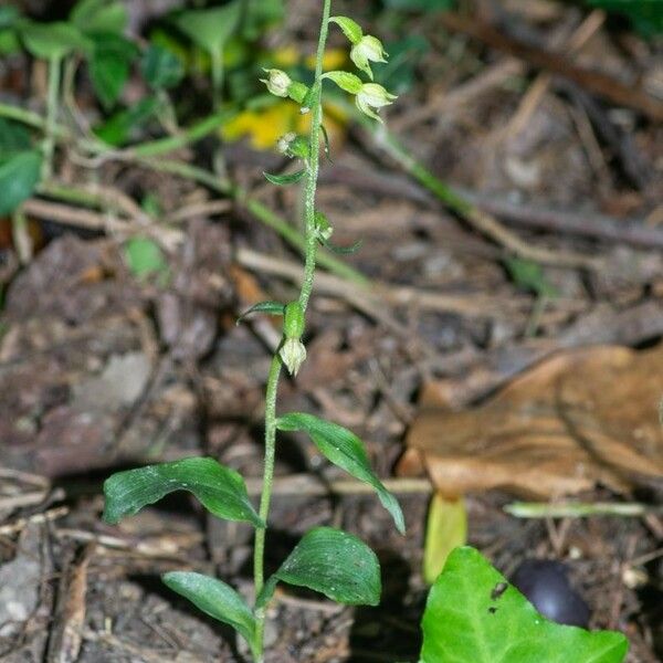 Epipactis albensis Blomma