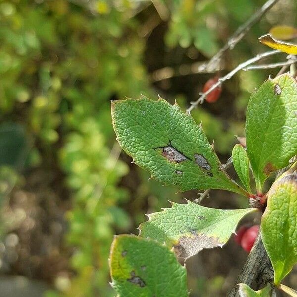 Berberis vulgaris Leaf