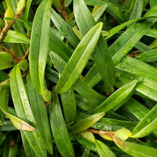 Maxillaria variabilis Fuelha