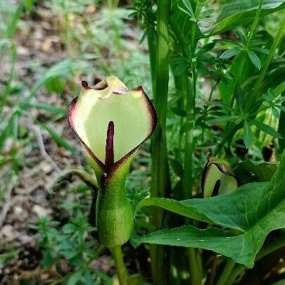 Arum hygrophilum Flower