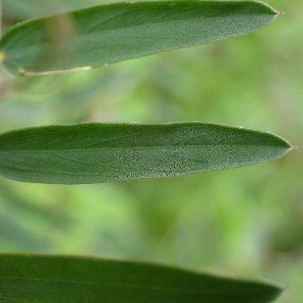 Vicia tenuifolia Leaf