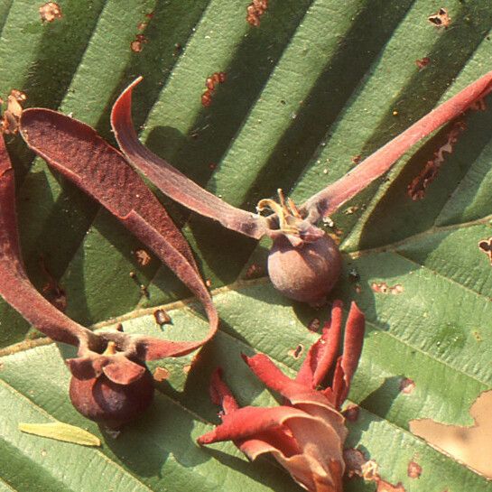 Dipterocarpus obtusifolius Frutto