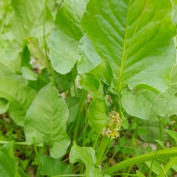 Rumex spinosus 其他