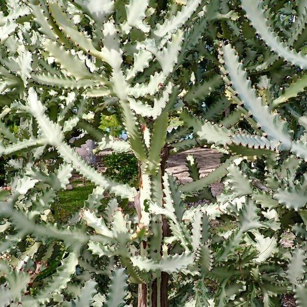 Euphorbia lactea Máis
