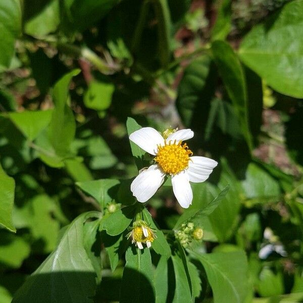 Bidens alba Kwiat