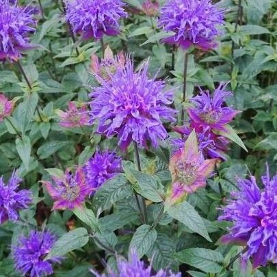 Monarda fistulosa ফুল