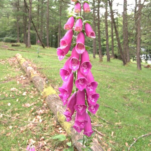 Digitalis purpurea Λουλούδι