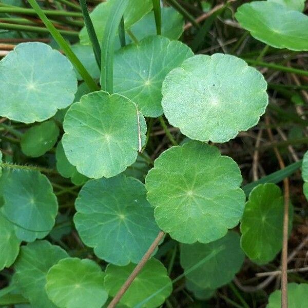 Hydrocotyle vulgaris برگ