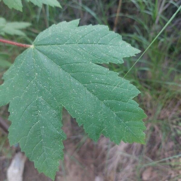 Acer pseudoplatanus Lehti