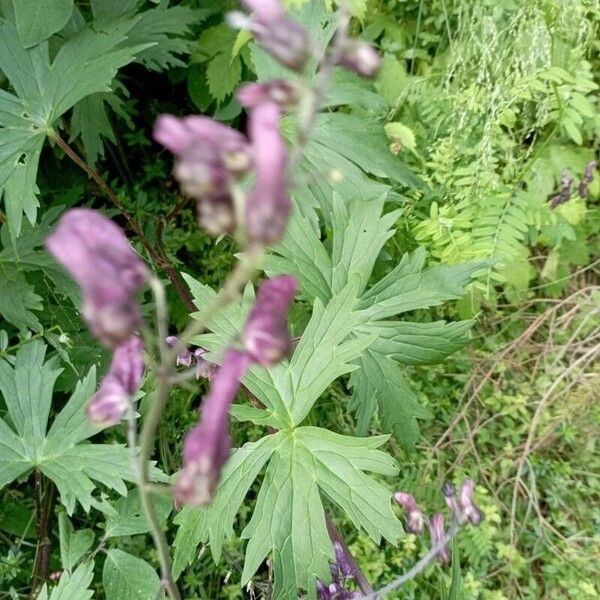 Aconitum septentrionale Flower