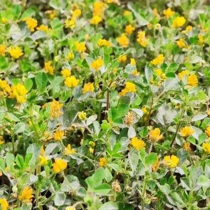 Medicago soleirolii Habit