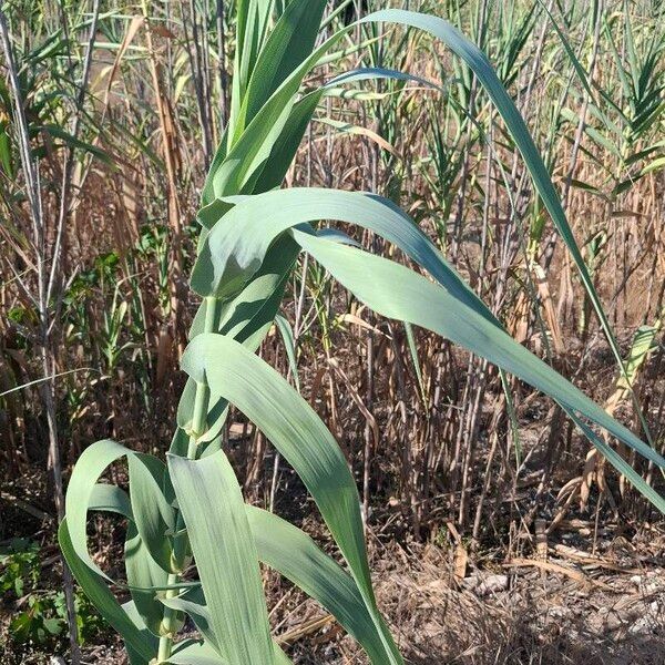 Arundo donax Leaf