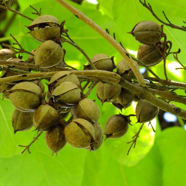 Paulownia tomentosa Owoc