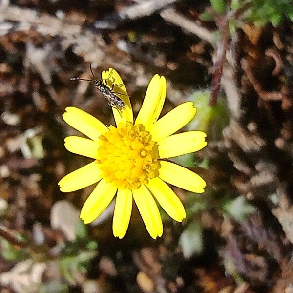 Jacobaea minuta Bloem