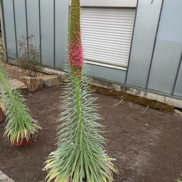 Echium wildpretii 形态