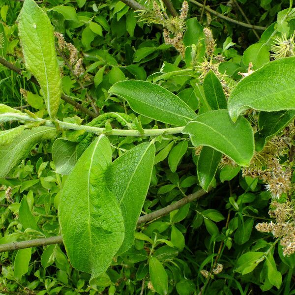 Salix pedicellata Lapas