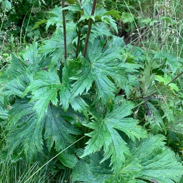 Aconitum septentrionale पत्ता