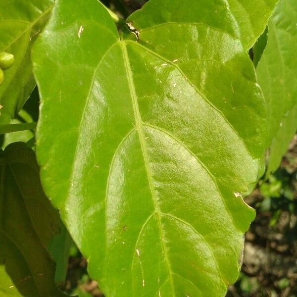 Cissus verticillata Liść