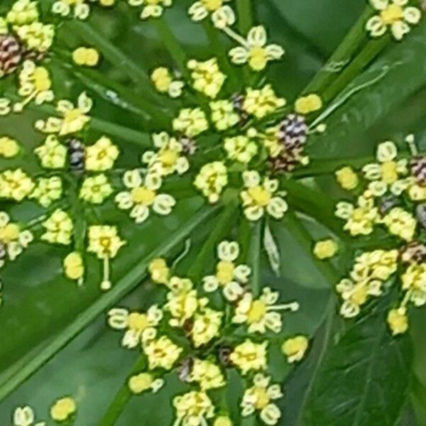 Apium graveolens Λουλούδι