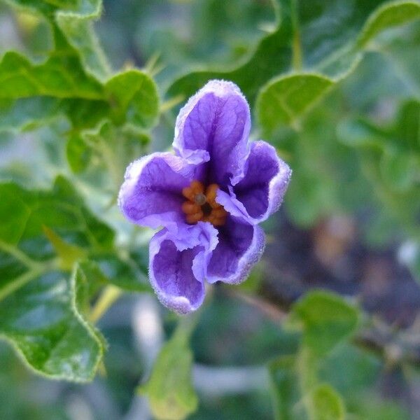 Solanum anguivi ᱮᱴᱟᱜ