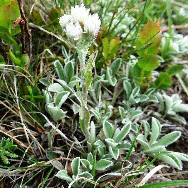 Antennaria dioica Habit