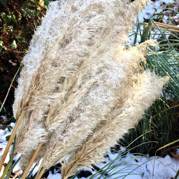 Cortaderia selloana Fruit