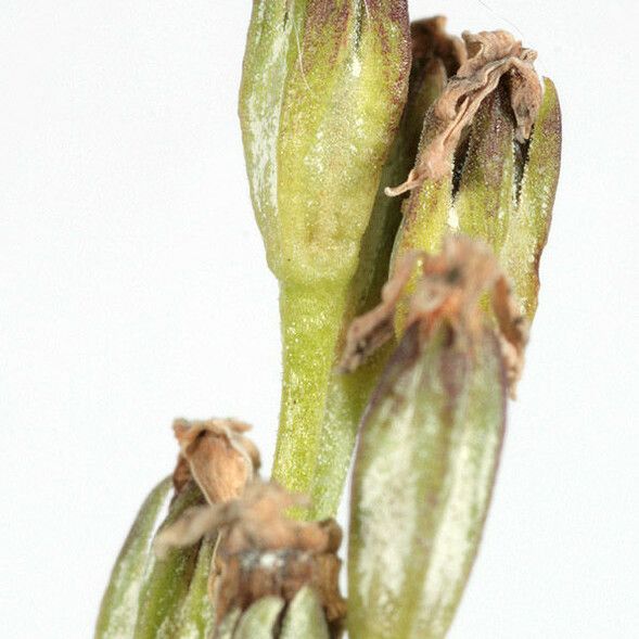 Primula laurentiana Fruit