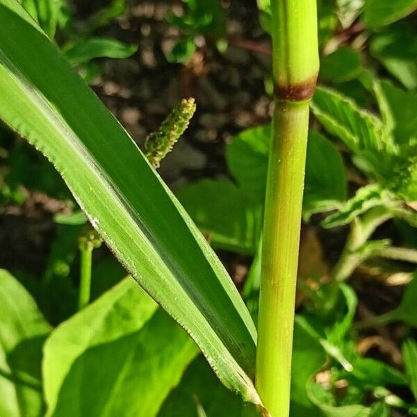 Echinochloa crus-galli 樹皮