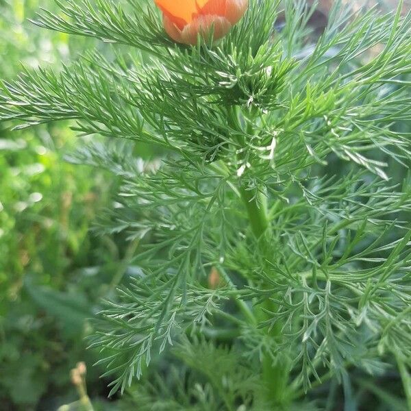 Adonis aestivalis Leaf