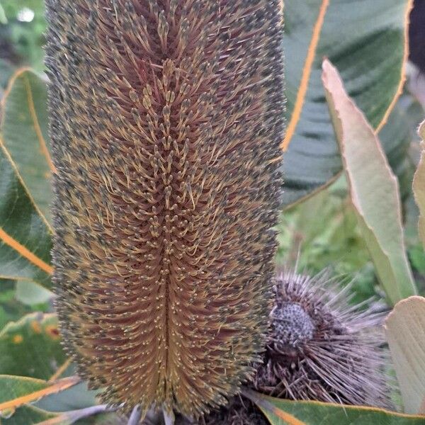 Banksia robur Flower