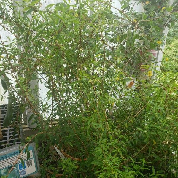 Heimia myrtifolia Агульны выгляд