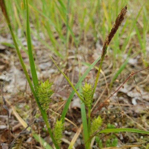 Carex extensa Blomma