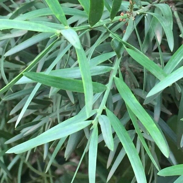 Afrocarpus falcatus Leaf
