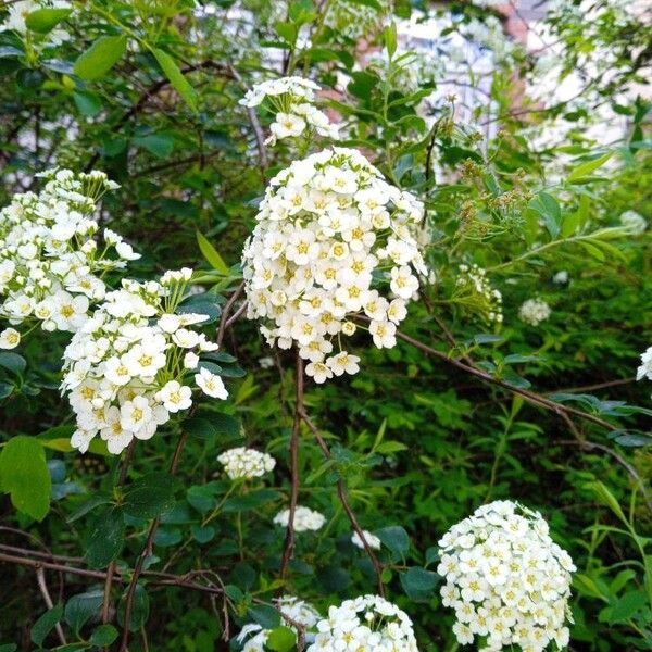 Spiraea chamaedryfolia पत्ता