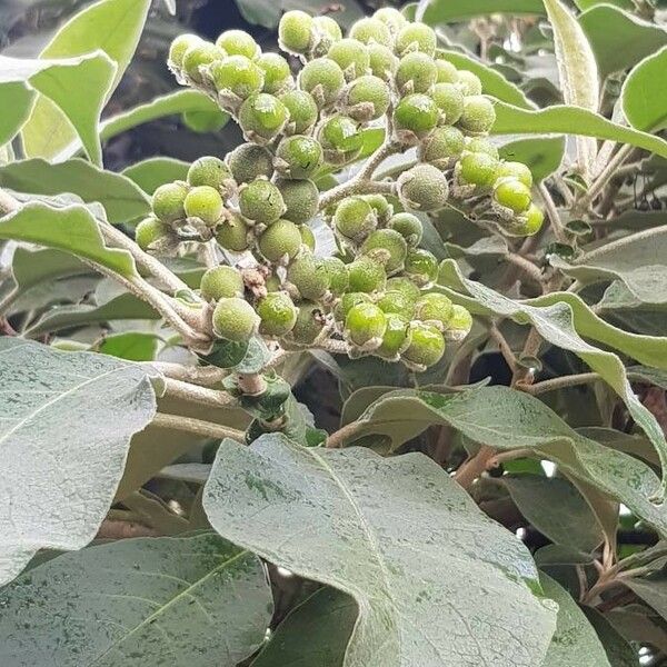 Solanum mauritianum Gyümölcs