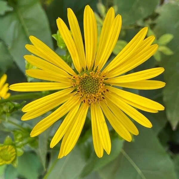 Silphium perfoliatum Цвят