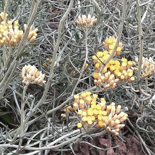 Helichrysum italicum Цвят