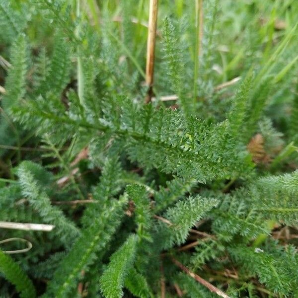 Achillea millefolium 葉