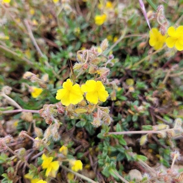 Helianthemum italicum Cvet