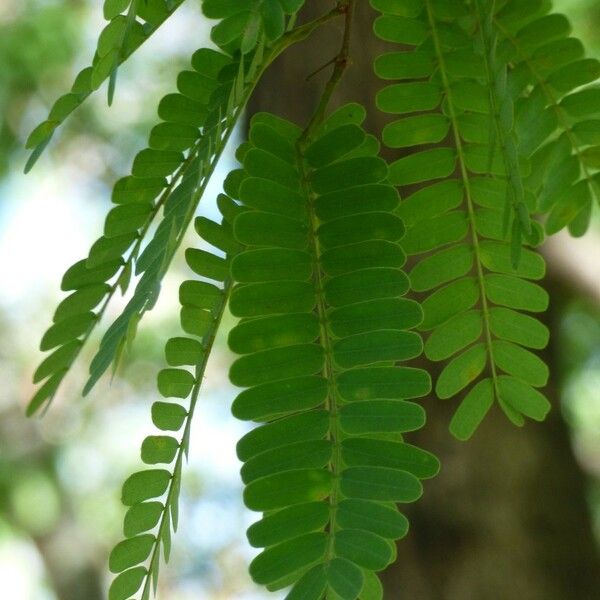 Tamarindus indica Leaf