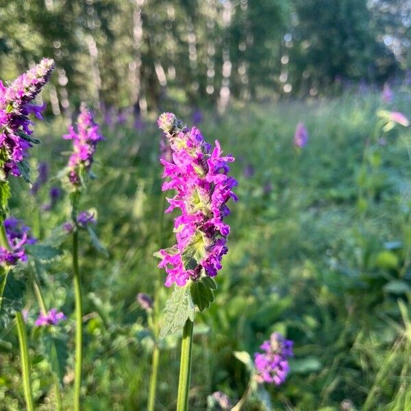 Stachys officinalis Цветок