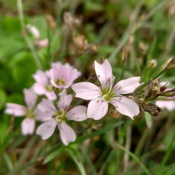 Petrorhagia saxifraga Blodyn