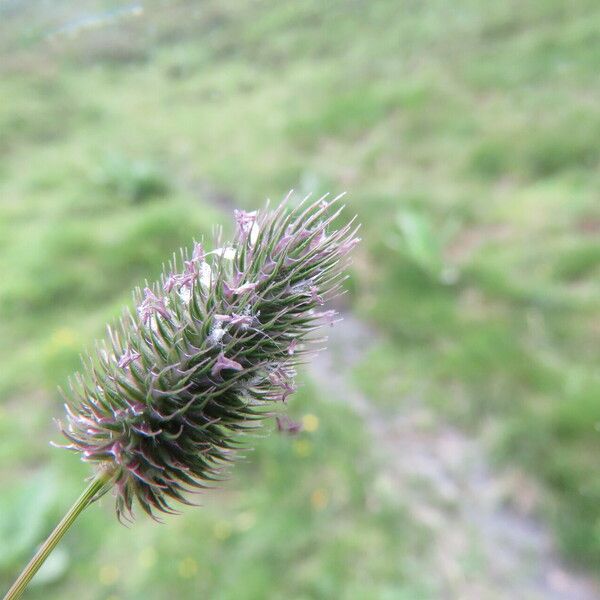 Phleum alpinum Flower