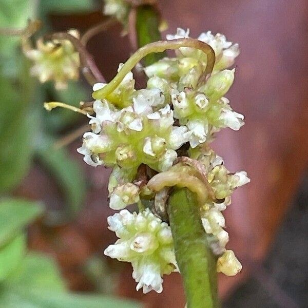 Cuscuta europaea फल