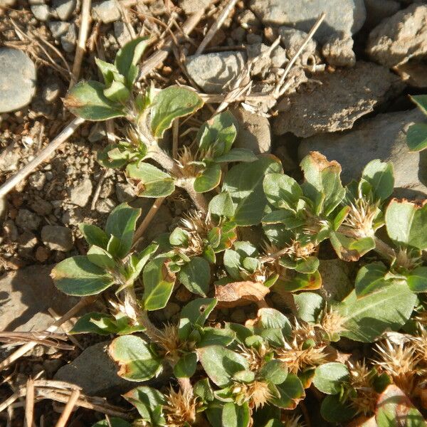 Alternanthera pungens Листок