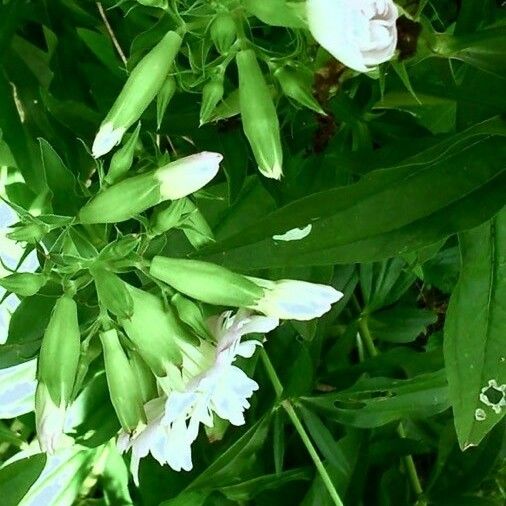 Saponaria officinalis Blüte
