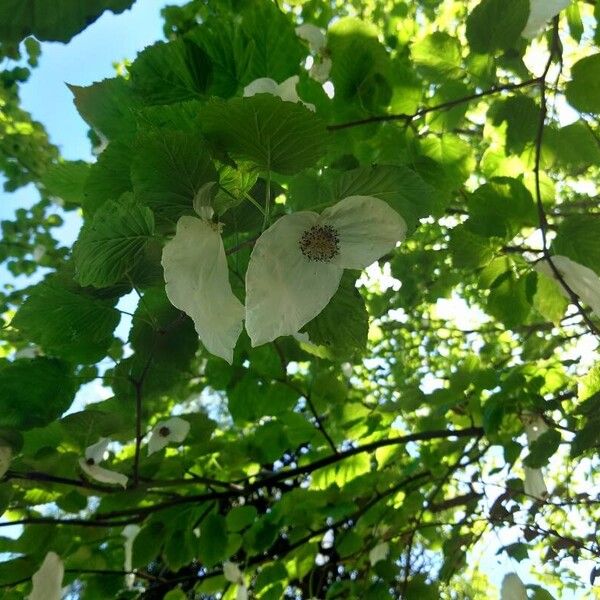 Davidia involucrata Floro