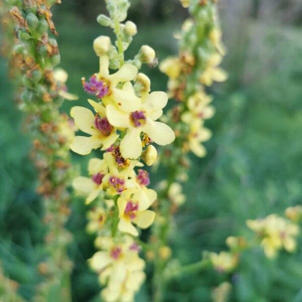 Verbascum nigrum Květ