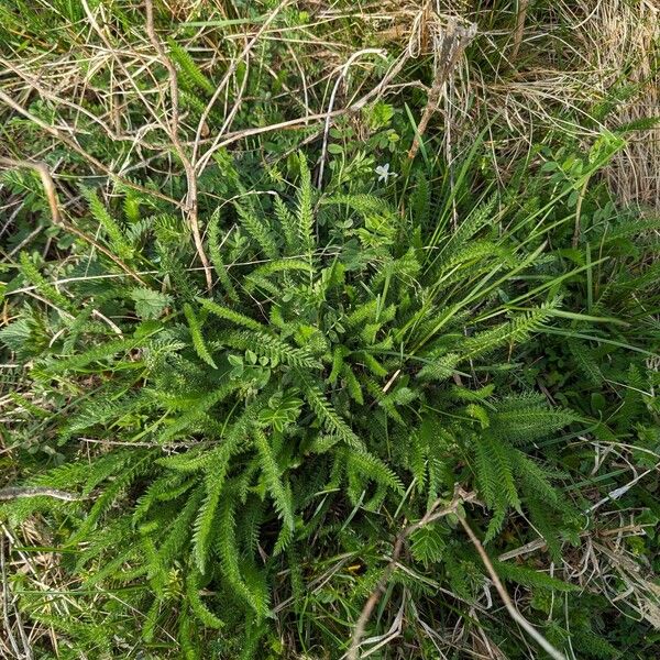 Achillea setacea Fuelha