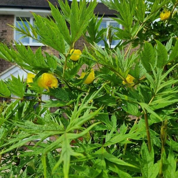 Paeonia ludlowii Leaf